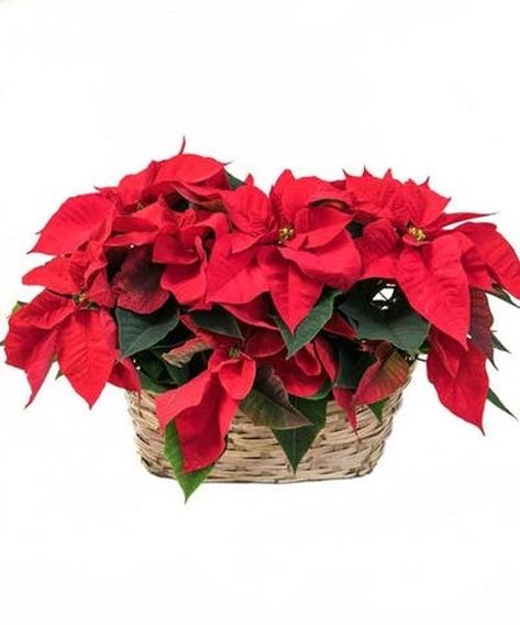 This basket of two red poinsettia has been a holiday favorite for generations and for a very good reason. It practically screams "Merry Christmas!" and comes decorated with Christmas bow. #FlowerKingdom Christmas Plant, Natural Ornaments, Poinsettia Plant, Natural Baskets, Christmas Plants, Hosting Holidays, Holiday Flower, Christmas Poinsettia, Red Leaves