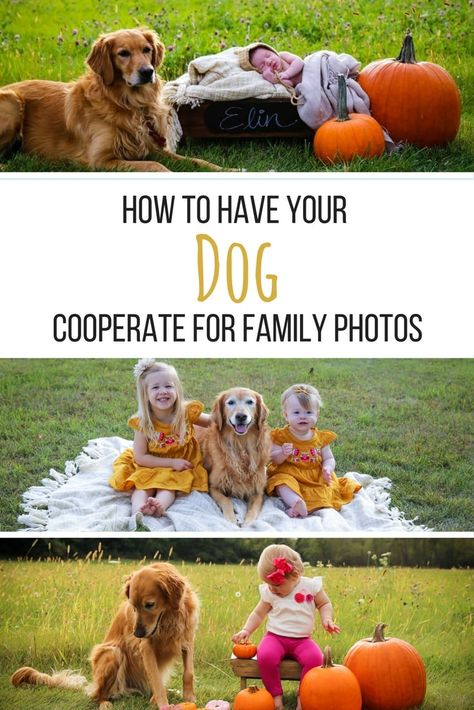 Family Photos With Dogs, Fall Newborn, Ideal Family, Parenting Win, Fall Family Photo Outfits, Photos With Dog, Dog Family, Amazing Crafts, Fall Family Pictures