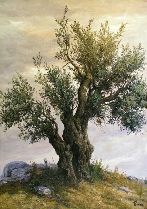 Olive Tree Drawing, Olive Tree Care, Tree On A Hill, Olive Tree Tattoos, Old Olive Tree, Olive Tree Painting, Growing Olive Trees, 숲 사진, Weird Trees