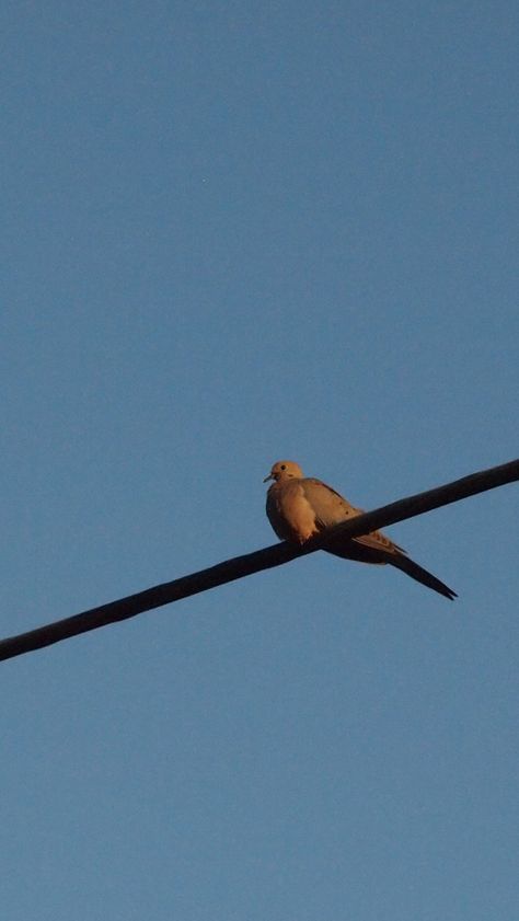 Free Mourning Dove Computer and Smartphone Wallpapers for September 2014 Dive Computers, Smartphone Wallpaper, Free Wallpaper, My Vibe, Smartphone, Forest, Photography, Animals, Art