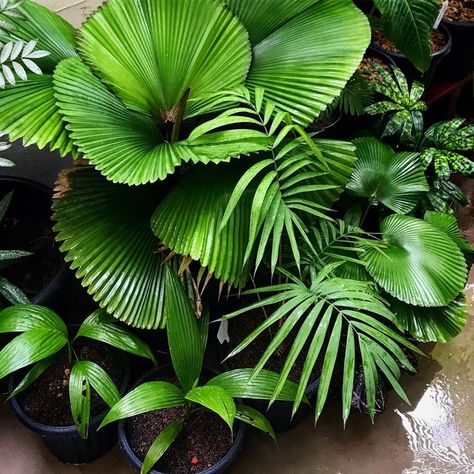 david‘s garden on Instagram: “Love this corner 🌴 . . . #palms #palm #licuala #licualamapu #licualamattanensismapu #licualamattanensis #licualacordata #licualaorbicularis…” Licuala Cordata, Back Garden, Plant Leaves, Love This, Plants, On Instagram, Instagram