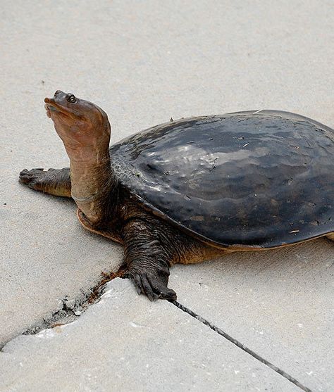 Florida softshell turtle (Apalone ferox) is a species of softshell turtle native to the Southeastern United States. Soft Shell Turtle, Softshell Turtle, Freshwater Turtles, Shell Turtle, Cute Tortoise, Russian Tortoise, Turtle Time, Desert Tortoise, Turtle Habitat