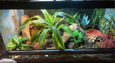 Bio active gecko enclosure 40 gallon African Fat Tailed Gecko Enclosure, African Fat Tailed Gecko, Gecko Enclosure, Gecko Habitat, Fat Tailed Gecko, Bearded Dragon Tank, Gecko Terrarium, Reptile Room, Crested Gecko