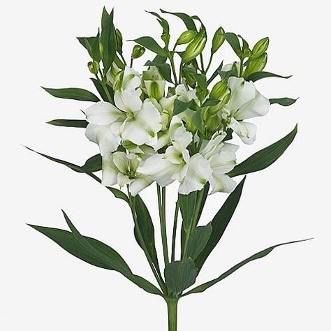 Alstroemeria Charmelia White (Spray) is a lovely White cut variety. Approx. 75cm. NB. alstro can take a few days to open. White Alstroemeria, Georgina Wilson, Dutch Flowers, Peruvian Lilies, Rose Thorns, Flower Guide, Flower Bucket, Florist Supplies, Flowers Delivered