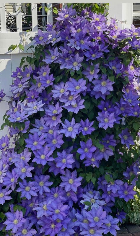 Clematis Care, Purple Flowers Garden, Clematis Plants, Clematis Flower, Flower Window, Flower Guide, Diy Backyard Landscaping, Outdoor Paint, Creative Gardening