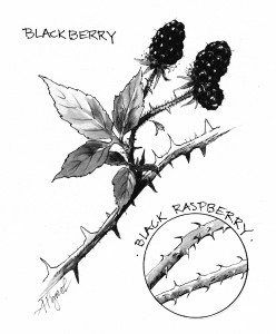 Wild Blackberry Season In The Adirondacks - - The Adirondack Almanack Blackberry Tattoo, Thorn Tattoo, Leaves Sketch, Tattoos To Cover Scars, Peach Pit, Stone Fruits, The Adirondacks, Purple Pansy, Rose Family