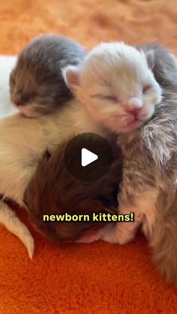 Lady Cuddles Meow on Instagram: "How To Take Care Of (Episode 3): NEWBORN KITTENS 🐱✨" Cute Scottish Fold Kittens, Kittens Cuddling, Baby Kitten Videos, Cats And Babies, Kitten Ideas, Kitten Lady, Kitten Quotes, Cutest Kittens Ever, Kitten Cuddle