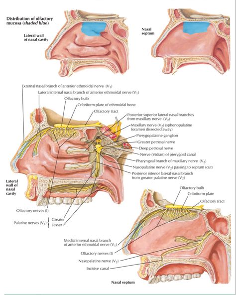 Nasal Cavity Anatomy, Nasal Cavity, Cranial Nerves, Pretty Notes, Neurology, Head And Neck, Nerve, Cavities, Anatomy