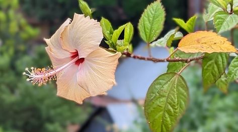 Tropical Shrubs, Hardy Hibiscus Plant, Hibiscus Leaves, Hardy Hibiscus, Hibiscus Plant, Perennial Shrubs, Yellow Leaves, Perennial Plants, Hibiscus Flowers