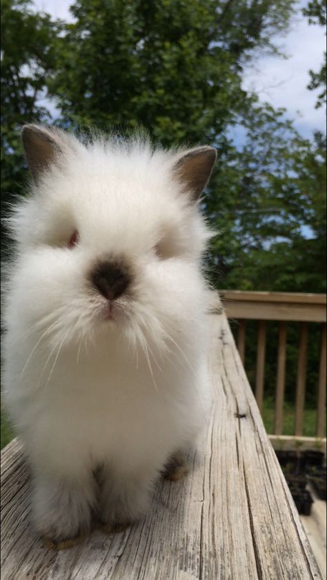 Lion Head Bunny, Head Bun, Bunny Bun, Lionhead Bunny, Lionhead Rabbit, Rabbit Breeds, Mini Lop, Bun Bun, Lash Room