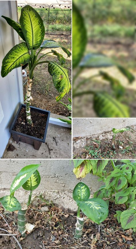 Propagation successful. My Dieffenbachia Juan is a father of 3 Home Remedies For Gas, Gas Remedies, African Baskets Wall, Gardening Tools Names, Starting A Vegetable Garden, Basket Wall Decor, Gardening Gloves, Easy Garden, Home Flowers