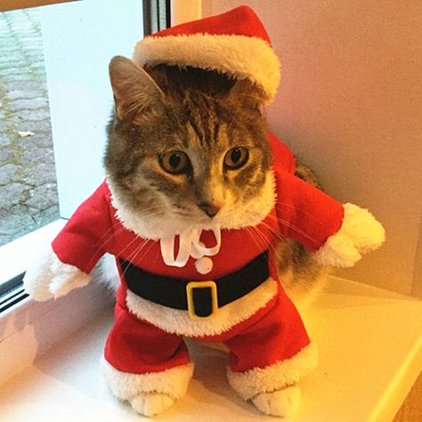 Christmas Pet Cat Clothes Costume Clothes For Cats New Year Puppy Outfit Cat Clothes For Chihuahua Winter Warm Pet Clothes 10F20 #ChristmasOutfit Cat Christmas Outfit, Cats Costume, Clothes For Cats, New Year Outfit, Dog Xmas, Santa Cat, Halloween Clothes, Santa Dog, Funny Santa Claus