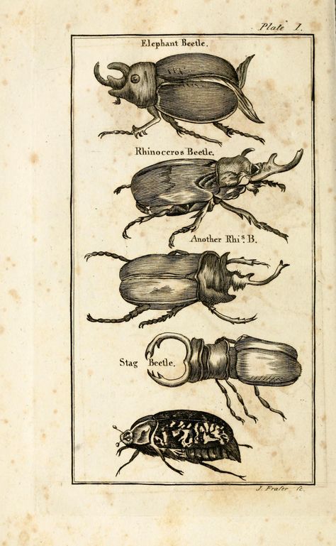 The natural history of insects / - Biodiversity Heritage Library Entomology Illustration, Scientific Drawing, Insect Species, Science Illustration, Antique Illustration, Insect Art, Scientific Illustration, Bugs And Insects, Botanical Drawings