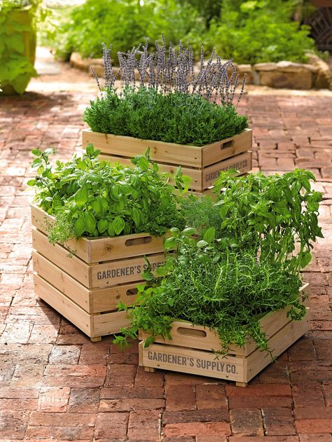 nicety Herb Garden Planter, Herb Boxes, Pallet Planter, Herb Planters, Pallet Garden, Vegetable Garden Design, Indoor Gardening, Garden Care, Diy Planters