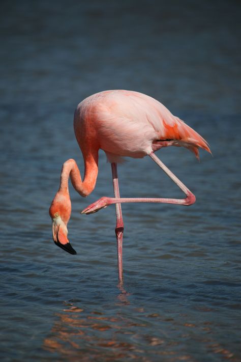 Phoenicopterus ruber Shoe Art Designs, Flamingo Birds, Galapagos Island, Greater Flamingo, Flamingo Pictures, Flamingo Wallpaper, Flamingo Bird, Abstract Floral Art, Bird Wallpaper