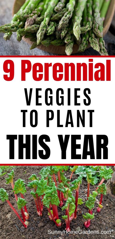 Best Perennial Vegetables to grow in your backyard garden this year.  These are a plant once and harvest for years plant.  #perennialvegetables #vegetables #gardening #backyardgardening Perrenial Veggies, Easy Garden Vegetables To Grow, Indiana Gardening Vegetable, Flower Veggie Garden, Harvesting Vegetable Garden, Flower And Vegetable Garden Combined, Pennsylvania Gardening, Perennial Vegetable Garden, Trellis Garden Ideas