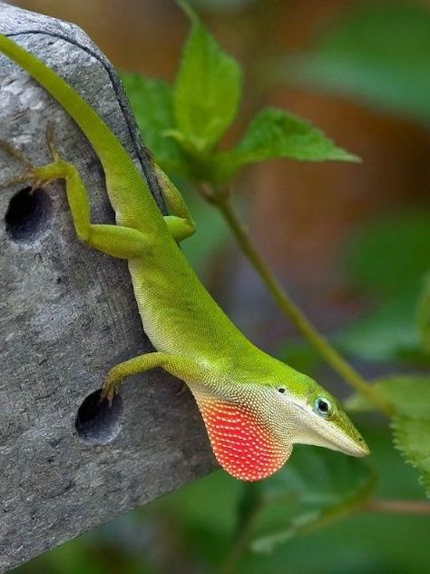 Green Anole Lizard, Green Anole, Frilled Lizard, Lizard Tattoo, North American Animals, Pokemon Project, Green Animals, Extinct Animals, Photography Classes