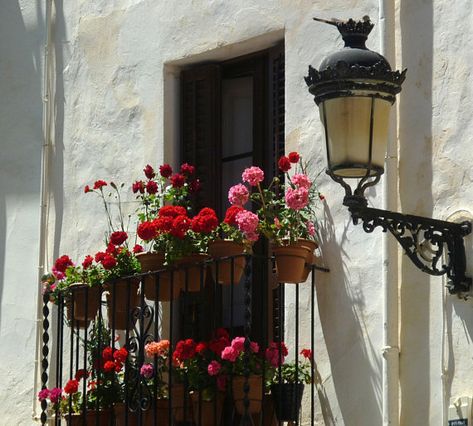 Spanish Geranium pots Geranium Pots, Spanish Balcony, Friends Crafts, Potted Geraniums, Window Bars, Pink Geranium, Balcony Flowers, Geranium Flower, Spain Spanish