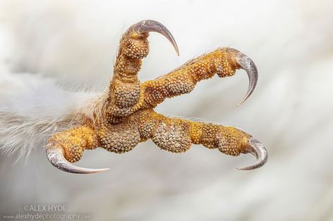 Owl Talons, Paw Drawing, Microscopic Photography, Barn Owls, Post Apocalyptic Art, Creature Drawings, Drawing Projects, A Barn, Weird Creatures