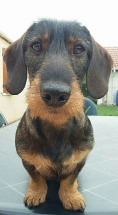 Wirehair Dachshund, Dachshund Facts, Wirehaired Dachshund, Daschund Puppies, Dachshund Funny, Wire Haired Dachshund, Funny Dachshund, Weenie Dogs, Dachshund Puppies