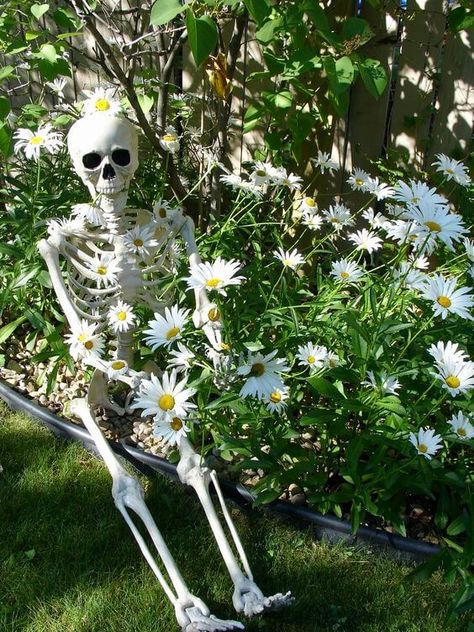 27 Funny Yard Halloween Skeleton Display Ideas Skeleton Display Ideas, Skeleton Display, Pushing Up Daisies, Skeleton Swag, Skeleton Pics, Silly Skeleton, Motivational Art Quotes, Funny Stick Figures, Dora Funny