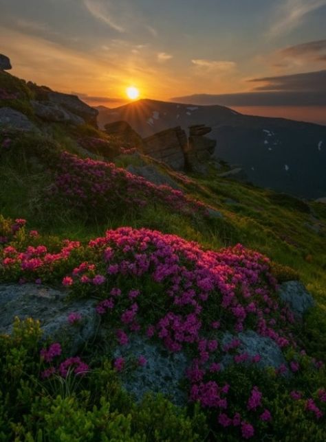 Valley Of Flowers, Scenic Pictures, Carpathian Mountains, Beautiful Scenery Pictures, Landscape Photography Nature, Sunset Landscape, Landscape Pictures, Summer Sunset, Sunset Pictures