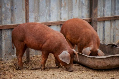 Duroc Pig: Is This Hardy and Fast-Growing Pig Right for You? Pig Waterer, Farm Livestock, Berkshire Pigs, Hog Farm, Pig Breeds, Micro Farm, Raising Pigs, Pigs Eating, Raising Farm Animals