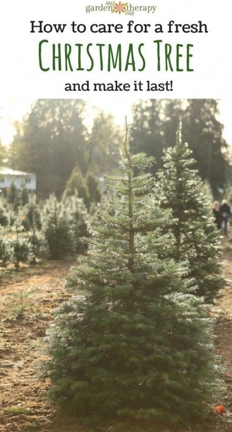 Real Xmas Trees, Christmas Tree Care, Natural Christmas Tree, Types Of Christmas Trees, Fresh Cut Christmas Trees, Live Christmas Trees, Fake Trees, Pre Lit Christmas Tree, Real Christmas