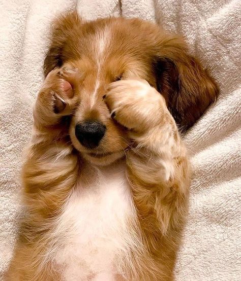 pinterest: julesxlovee Super Cute Puppies, Cute Animals Puppies, Very Cute Dogs, Baby Animals Pictures, Really Cute Dogs, Cute Little Puppies, Cute Animals Images, Cute Funny Dogs