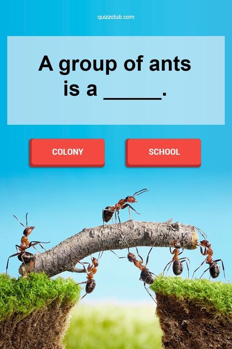 Animal Vocabulary, Vocabulary Quiz, Gk Questions And Answers, Story Post, Gk In Hindi, Gk Questions, Personality Quizzes, Mind Games, Personality Test