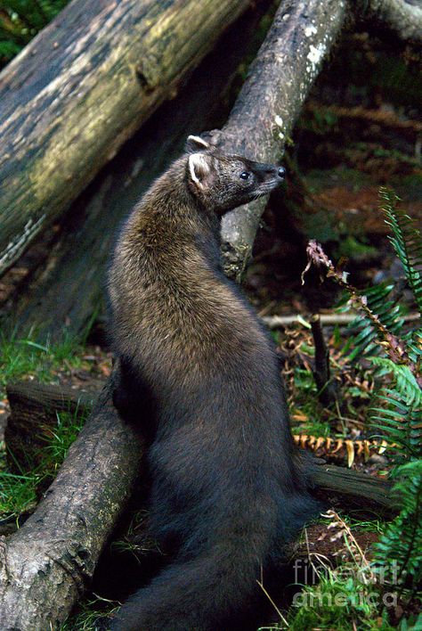 Fisher Aesthetic, Fisher Cat, North American Wildlife, Pretty Animals, Little Critter, Bramble, Wildlife Animals, Woodland Creatures, Animals Of The World