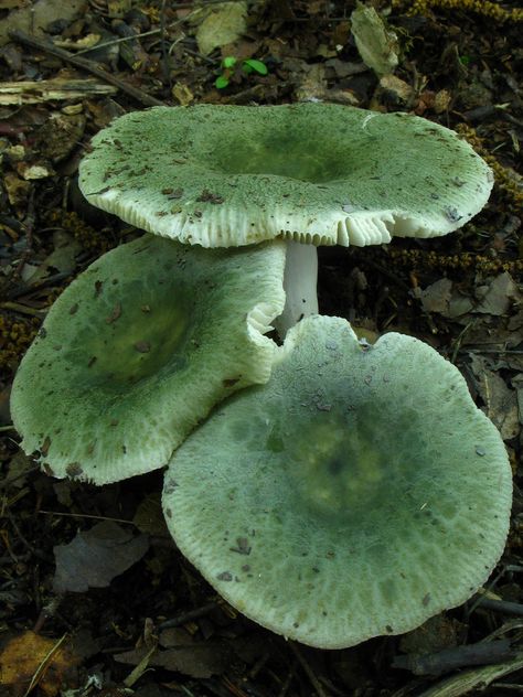 russula subgraminicolor, fricks cave, southeastern cave conservancy preserve, walker county, georgia 2 Lichen Moss, Mushroom Pictures, Plant Fungus, Slime Mould, Mushroom Fungi, Mushroom Art, Wild Mushrooms, Green Aesthetic, Bird Bath