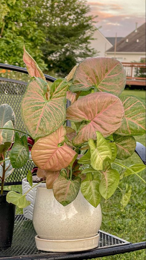 Pink Pothos, Pothos Plant Propagation, Plantmom Aesthetic, Bird Of Paradise Plant Indoor, Room Plant Decor, Pink Leaf Plant, Pothos Plant Decor, Plants In Bedroom, Pink Syngonium