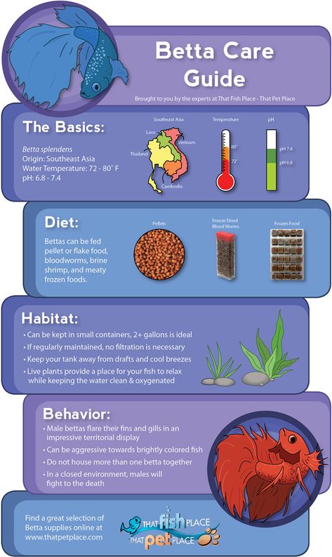 Beta Fish Care, Betta Care, Guide Infographic, Tanaman Air, Betta Fish Types, Fish Tank Terrarium, Betta Aquarium, Betta Fish Care, Betta Tank