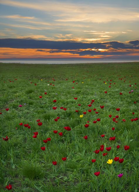 Wild Tulips, Aesthetic Stuff, Beautiful Picture, In The Wild, The Wild, Beautiful Pictures, Tulips, Beautiful Places, Natural Landmarks