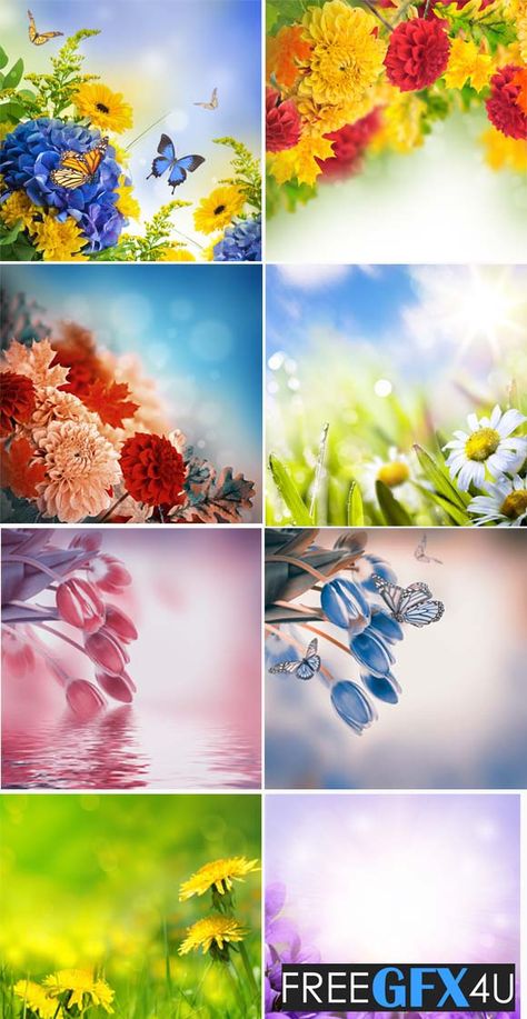 Flowers Backgrounds HD Free Download Free Flower Wallpaper, Backgrounds Hd, Indian Bridal Photos, Flower Wallpapers, Background Hd Wallpaper, Studio Backgrounds, Free Backgrounds, Natural Background, Vector Flowers