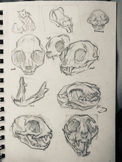 Sketches I did today! Cat Skull Sketch, How To Draw Bones, Bone Art Drawing, Bone Sketch, Bones Sketch, Skull Studies, Bones Drawing, Bone Drawing, Skull Sketch