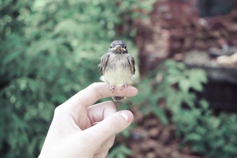 Lol the picture looks so cute until u look at the bird and see murder in its eyes xD Bird Sitting, Secrets Of The Universe, Disney Aesthetic, Pics Art, Little Bird, White Aesthetic, Bird Feathers, Animal Kingdom, The Little Mermaid