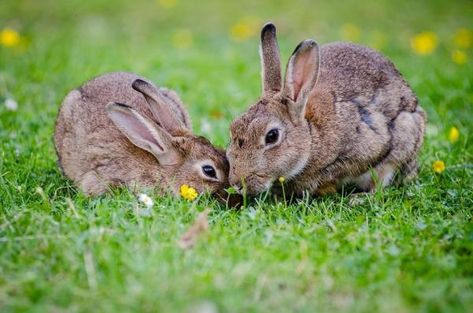 Herbivorous Animals: Examples and Fun Facts Cruelty Free Cleaning Products, Herbivorous Animals, Flemish Giant Rabbit, Female Rabbit, Giant Rabbit, Flemish Giant, Raising Rabbits, Rabbit Life, Rabbit Eating