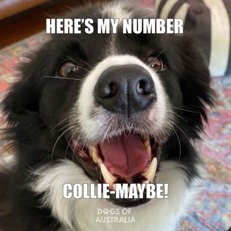 Border collie smiling into camera Border Collie Memes, Border Collie Humor, Meme Dog, Dog Puns, Puns Jokes, Funny Dog Memes, Border Collies, Cartoon Memes, Life Pictures