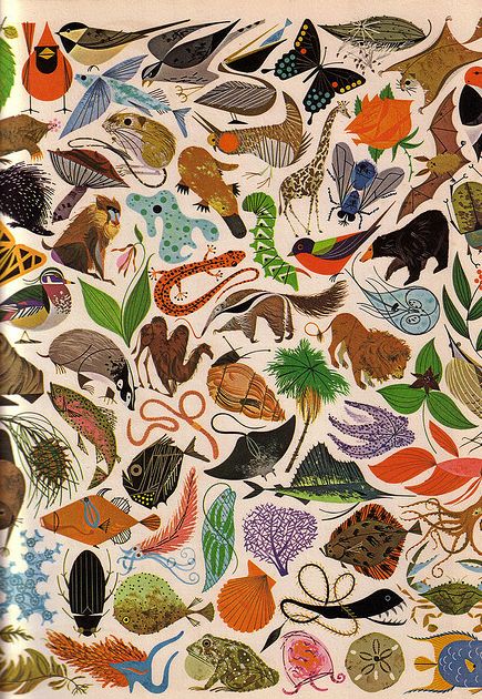 Charley Harper Illustration, Charley Harper Art, Animals And Plants, Mid Century Illustration, Charley Harper, Animal Illustrations, Scientific Illustration, Illustration Vintage, Art Et Illustration