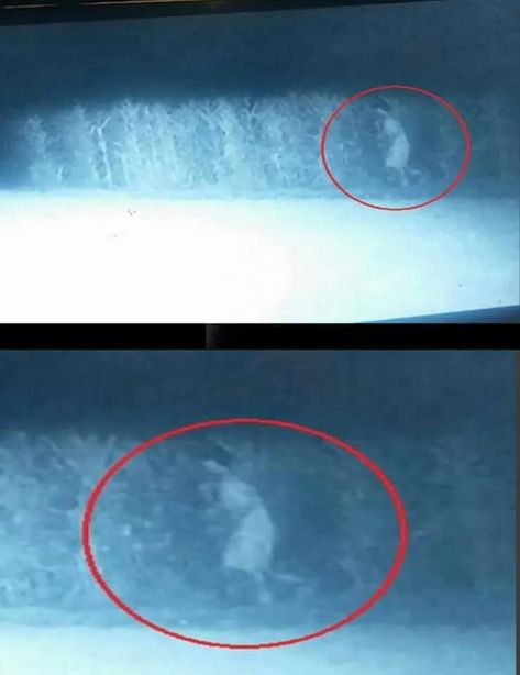 Ghost Caught on Trail Cam near Holy Hill Ghost Caught On Camera, Trail Cam, Paranormal Stories, Miraculous Healing, Corn Field, Trail Camera, Ghost Adventures, Motion Detector, Ghost Pictures