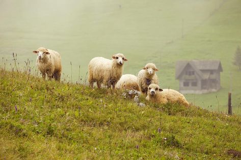 Sheep Mountain, Sheep On A Hill, Sheep Field Aesthetic, Sheep Landscape Photography, Sheep In Pasture Painting, A Hill, Draw On Photos, Country Farm, Animals Images