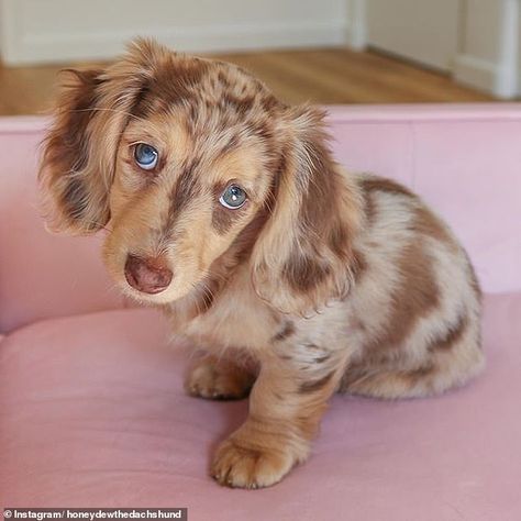 Adorable six-month-old dachshund puppy becomes a social media star | Daily Mail Online Dapple Dachshund Long Haired, Dachshund Colors, Dachshund Puppy Funny, Dachshund Puppy Long Haired, Dapple Dachshund Puppy, Dachshund Puppy Miniature, Dapple Dachshund, Puppy Dog Eyes, Funny Dachshund