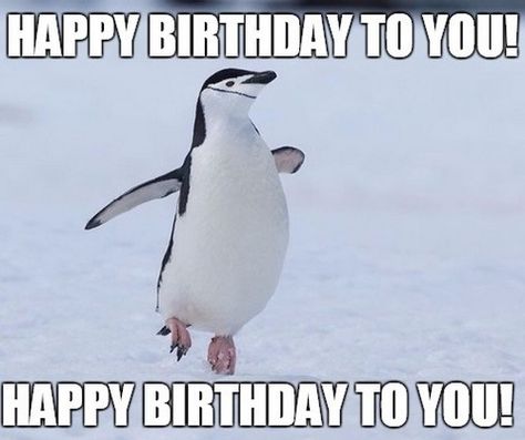 Penguin Love Quotes, Happy Birthday Penguin, Penguin Quotes, Penguin Meme, Pingu Pingu, Penguin Birthday Party, Penguin Pictures, Special Friend Quotes, Penguin Birthday