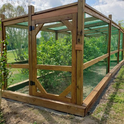 Blueberry Cage – Margaret D. Minuth | PearlHunter Berry House Garden, Berry Bush Enclosure, Fruit Cages Walk In Diy, Diy Fruit Cage How To Build, Berry Cage Garden, Fruit Cages Walk In, Berry Bush Cages, Blueberry Patch Garden, Blueberry Netting Ideas