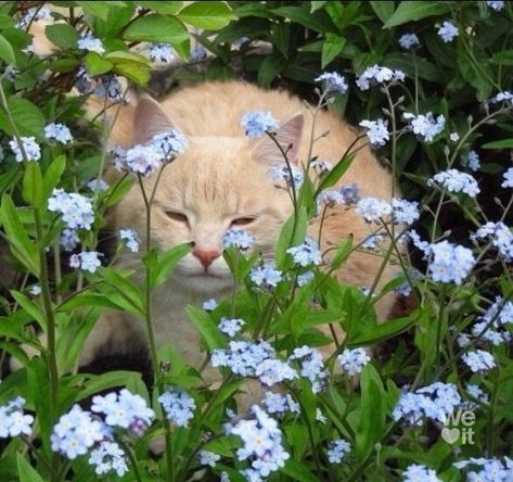 Cottagecore Cat, Aesthetic Flowers, Cottage Core Aesthetic, Cat Aesthetic, Nature Aesthetic, Pretty Cats, In The Middle, Cats And Kittens, The Middle