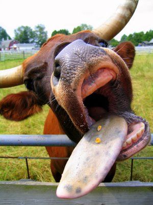 Community & Cow Tongues. « The “Not-So-Creative” World of Jaydubb Cow Tongue, Get Rid Of Cold, Mrs Robinson, Cattle Breeds, Cold Sores, Cow Pictures, Zoo Animals, The Farm, Sweden