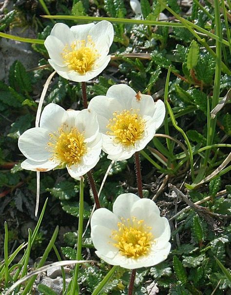 Mountain avens Mountain Avens, Scottish Symbols, Scottish Flowers, Flower Reference, Mountain Flowers, Scottish Mountains, Bonnie Scotland, Autumn Flowers, Scottish Thistle