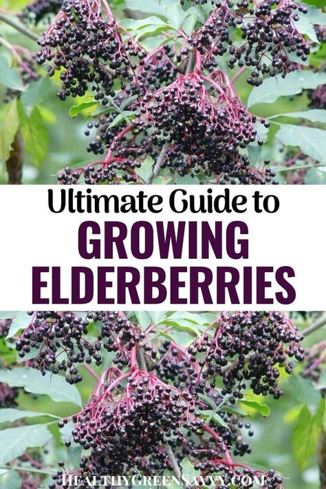 Growing Elderberries, Growing Elderberry, Elderberry Cuttings, Elderberry Growing, Propagation Methods, Elderberry Tree, Elderberry Plant, Elderberry Bush, Planting Tips